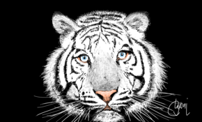 sketch 4883 White tiger by Kayson Danielle