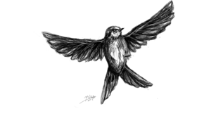 sketch 4953 Bird by Ervin Haxhija